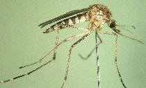 Saúde intensifica o combate à Dengue