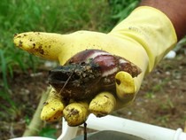 Saúde alerta aos cuidados com caramujo africano