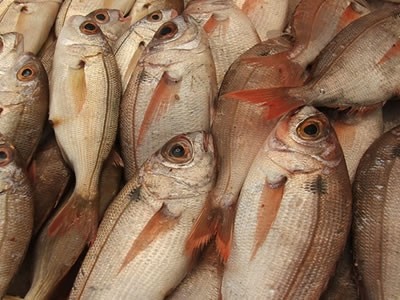 Caminhão do Peixe chega a Camboriú