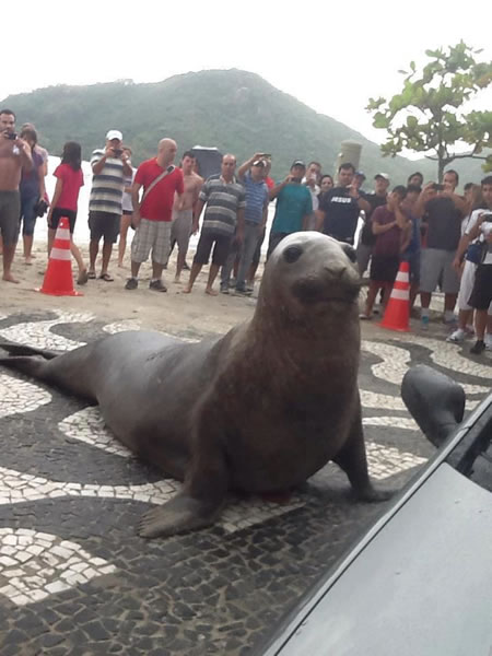 De parar o trânsito: elefante-marinho invade Avenida Atlântica