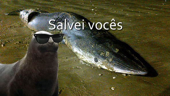 salvei voces