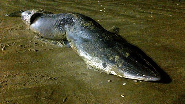 Tubarão é encontrado morto na Praia Central na noite desta quarta-feira