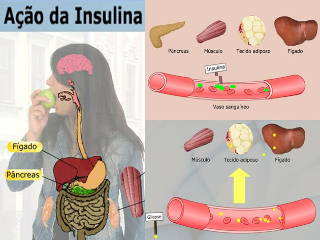 ação da insulina