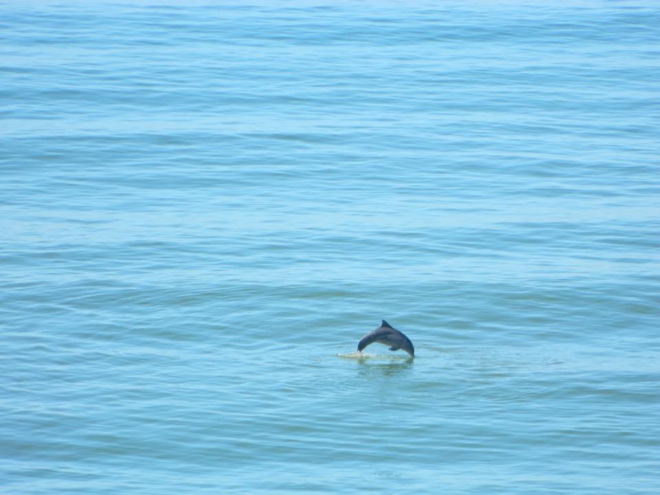golfinhos 1