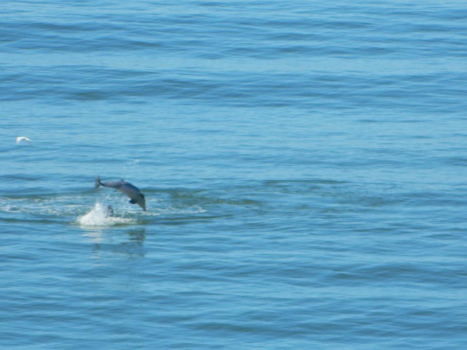 golfinhos 2