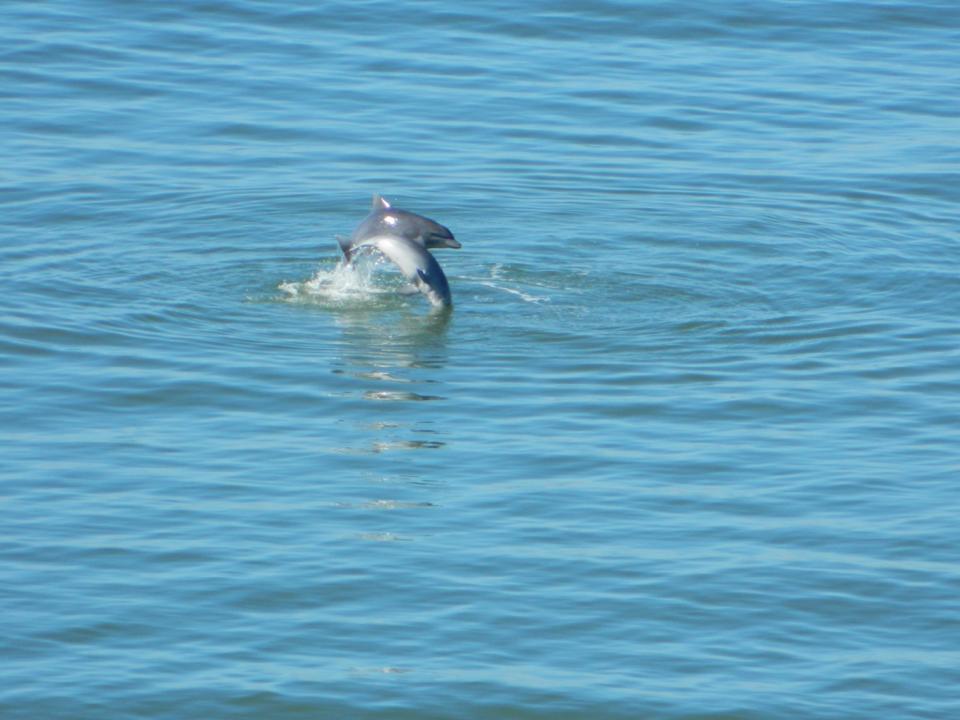 golfinhos 3