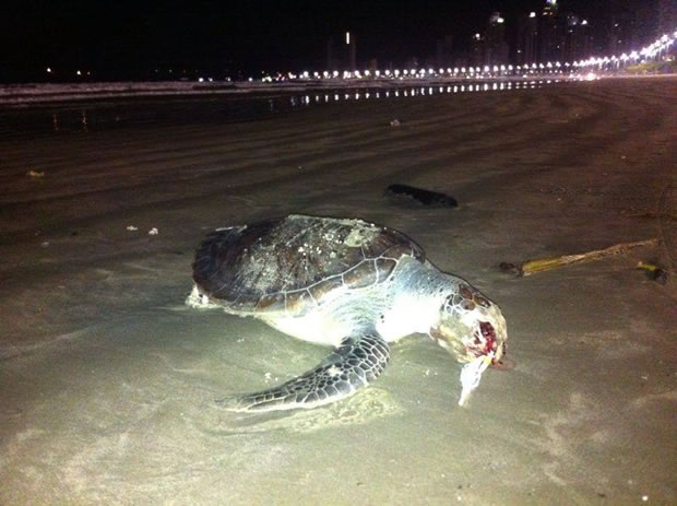 Tartaruga Marinha é encontrada morta na praia central de BC