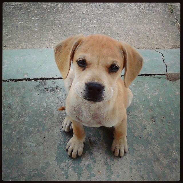 Dez cachorrinhos são abandonados de uma só vez no Estaleirinho