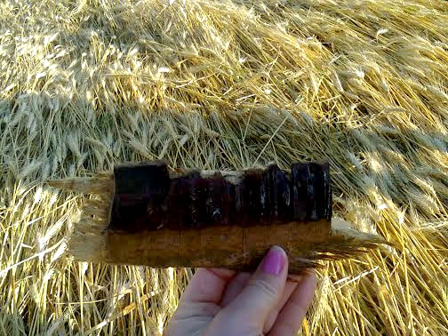 Pedaços de madeira serrada foram encontrados às margens do agriglifo. Foto cedida pela vizinha da plantação.