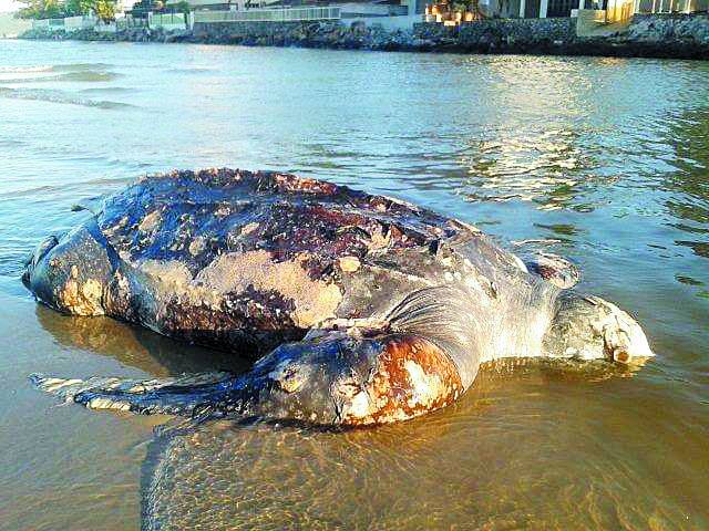 tartaruga gigante