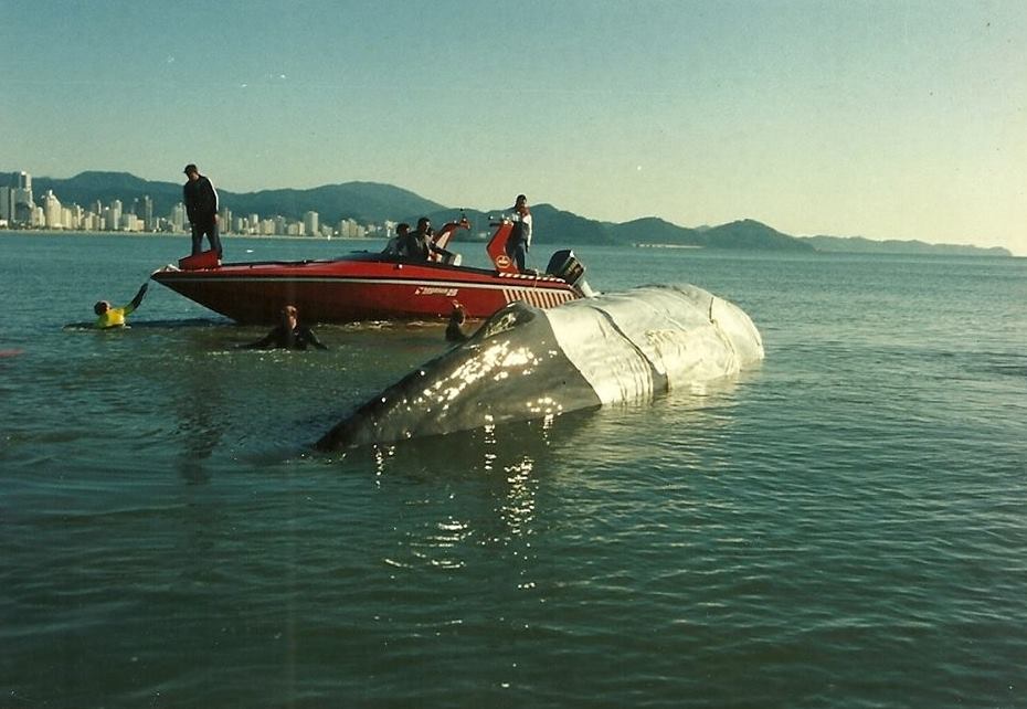 Baleia gigante encalha em Balneário Camboriú