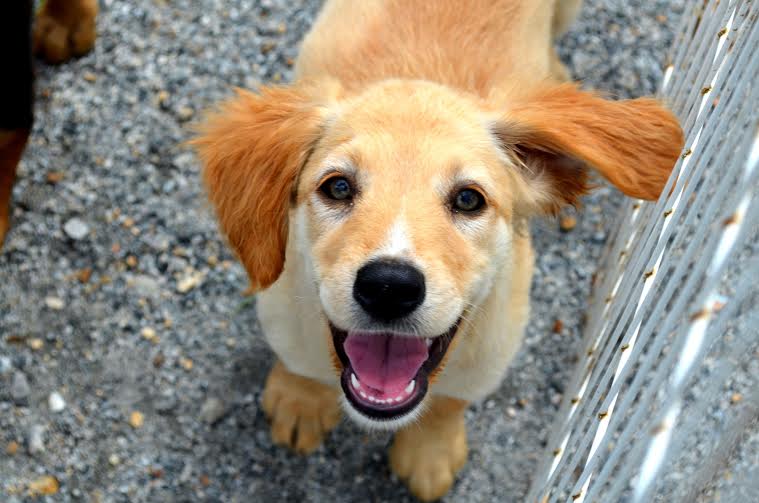 “Caminhar é o Bicho” será neste domingo, 17, em Balneário Camboriú