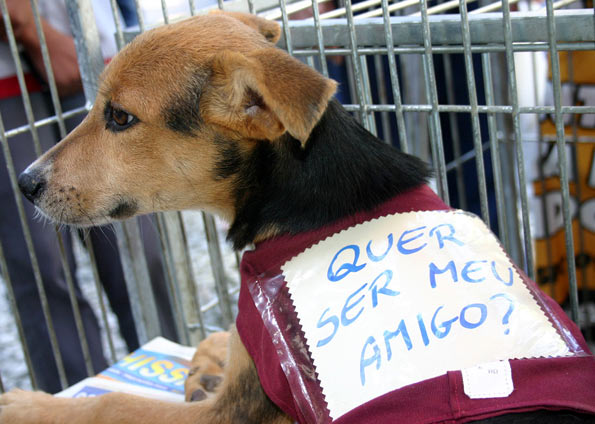 Domingo (6) é dia de adoção no Canil Municipal de Itajaí