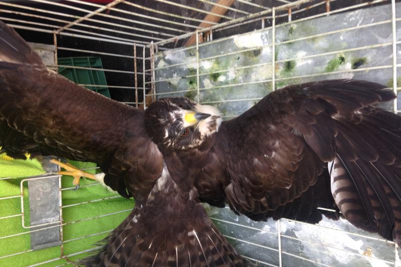 FAMAI resgata falcão Carijó