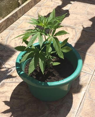 Não era hortelã: pé de maconha é apreendido no Bairro das Nações
