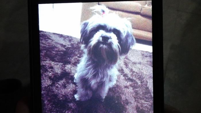 Após arrombar casa, ladrão furta duas televisões e um cachorro