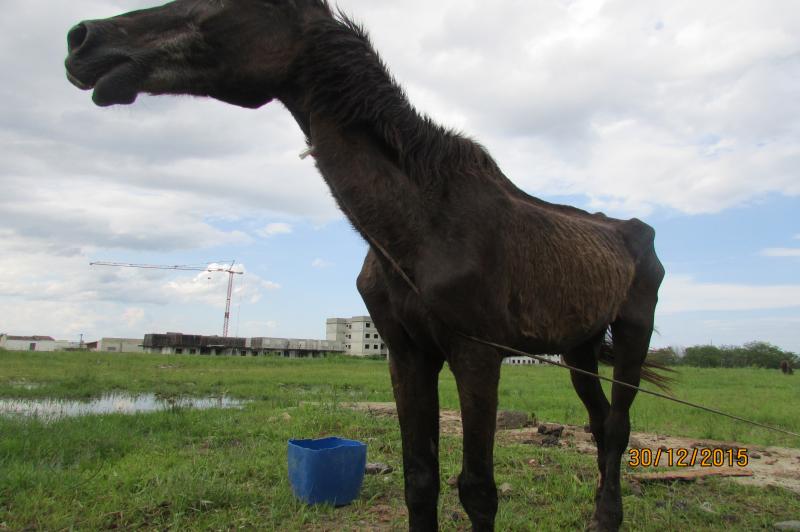 FAMAI atende denúncia de maus tratos a cavalo no Cidade Nova