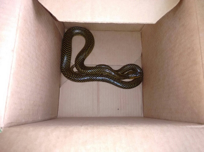 Cobra semelhante à naja é encontrada em Balneário Camboriú - NSC Total