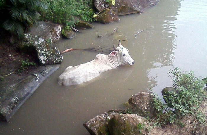 Boi é encontrado exausto em riacho após ser maltratado por farristas