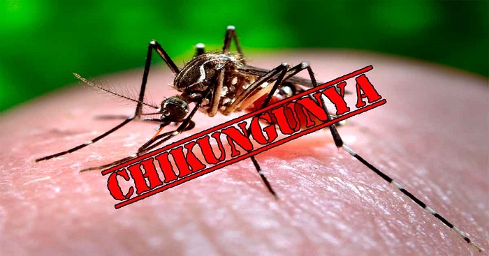 Diagnóstico positivo para chikungunya em dois moradores da zona rural de Itajaí 1 (Divulgação)