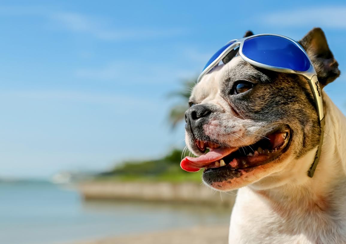 Atlântico Shopping promove evento para cães, com concurso, desfile e bate papos sobre mundo pet