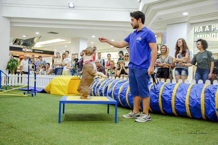 Adoção, desfiles e muita fofura marcam segunda edição do AtlântiCão