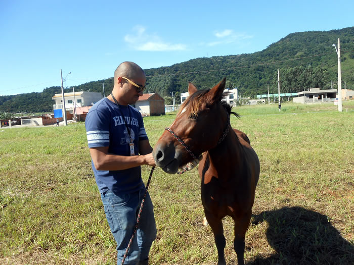 Cavalos são recolhidos das ruas de Camboriú