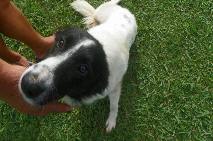 Domingo, 07, é dia de adoção no Canil Municipal de Itajaí