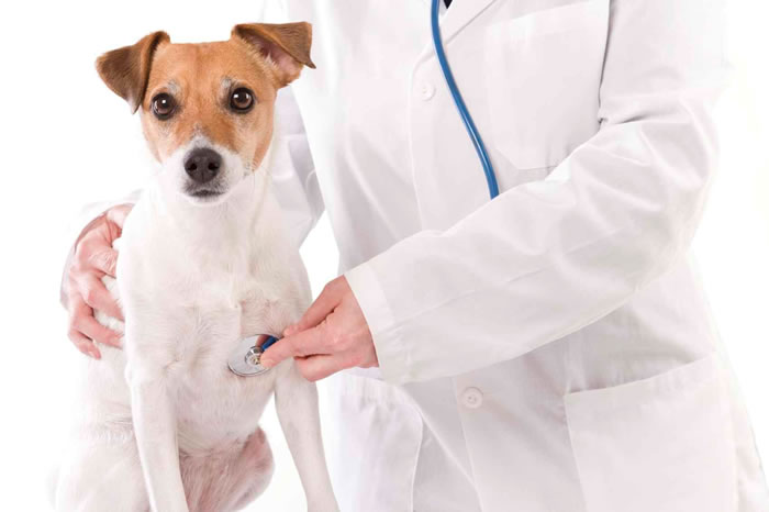 Vereador pede posto de atendimento veterinário em Camboriú