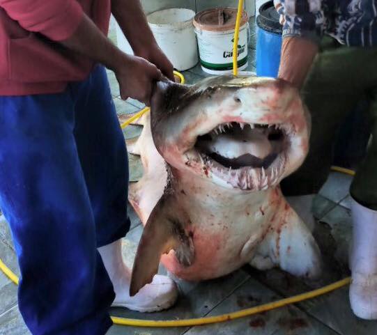 Tubarão é capturado em Balneário Camboriú