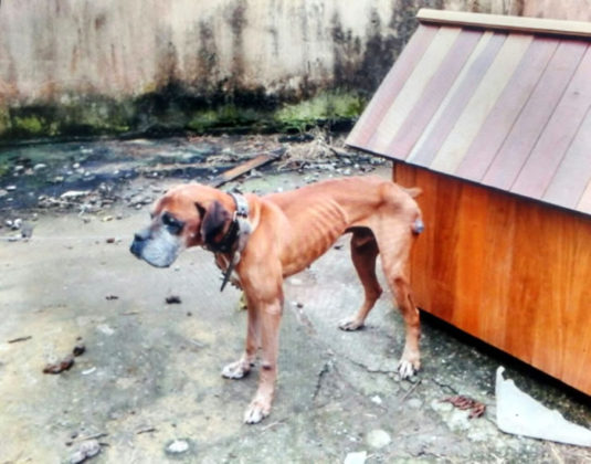 cachorro rua amazonas 2