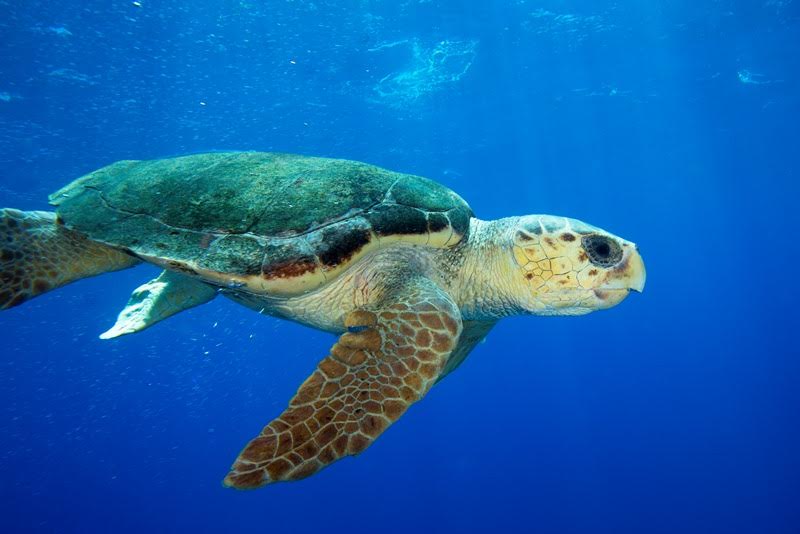 Itajaí Shopping recebe exposição de tartarugas marinhas do Projeto Tamar
