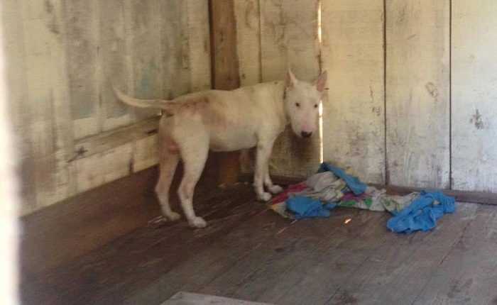 Cão da raça Bull Terrier precisa de ajuda: tutor faleceu