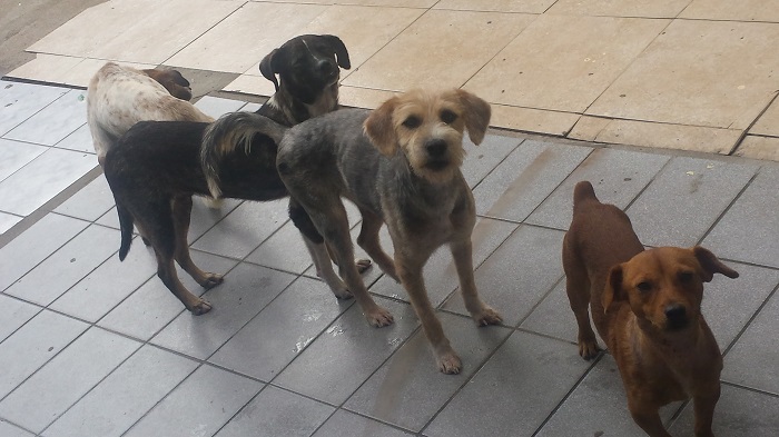 Adote uma estrela: Jogo das Estrelas 2016 em Itajaí incentiva a adoção de animais abandonados