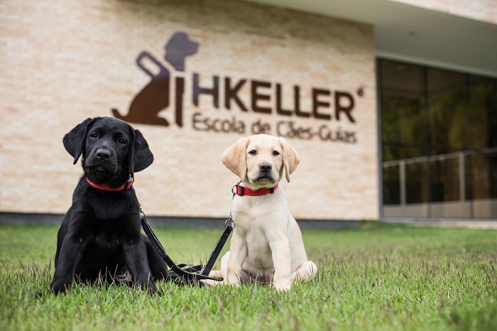 Escola de Cães Guias busca famílias socializadoras para futuros cães-guia