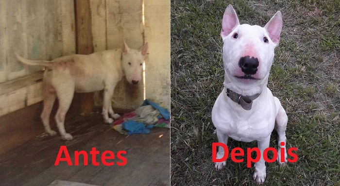 Adestrado: Bull Terrier que ficou agressivo após ser abandonado está pronto para ser adotado