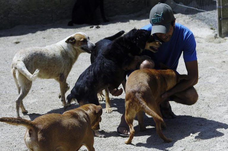 Plantão de recolhimento de animais atenderá durante feriados e finais de semana, em Itajaí