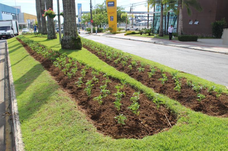 Retomado o plantio de flores nos canteiros de Itajaí 1 canteiros de Itajaí