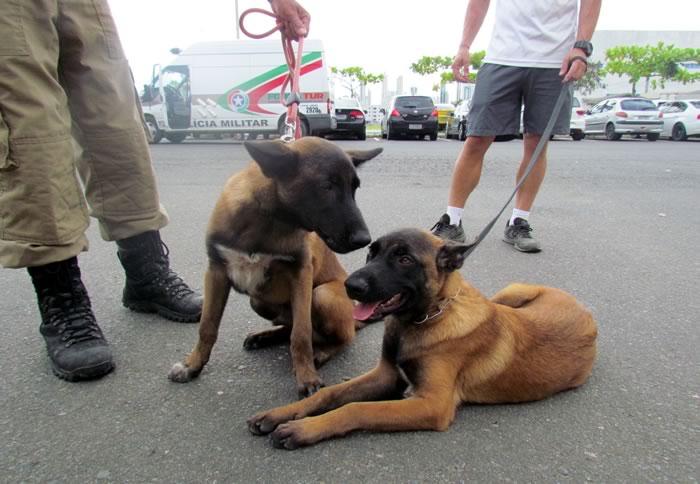 Novos K-9: 12º BPM recebe mais dois cães 1 k9 12bpm