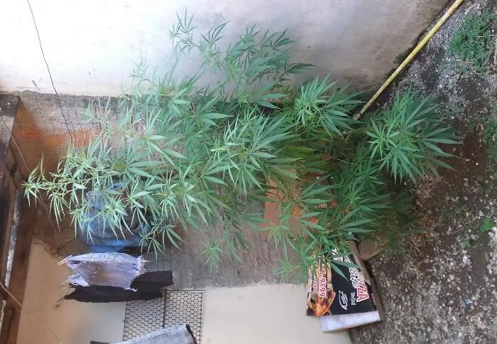 Homem é preso por cultivar pé de maconha no bairro Cordeiros, em Itajaí 1 pé de maconha