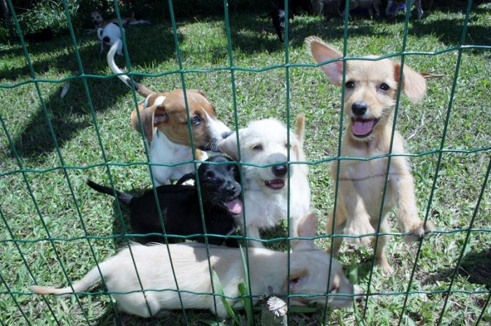 Canil municipal de Itajaí abre neste domingo para adoção de animais