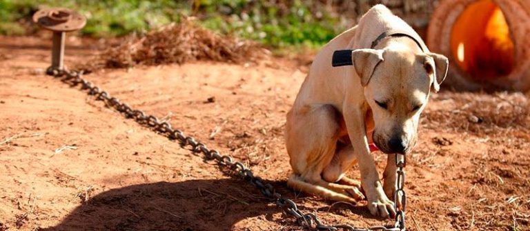 Projeto que determina o fim da corrente inadequada aos animais deve ser votado em breve em Itajaí