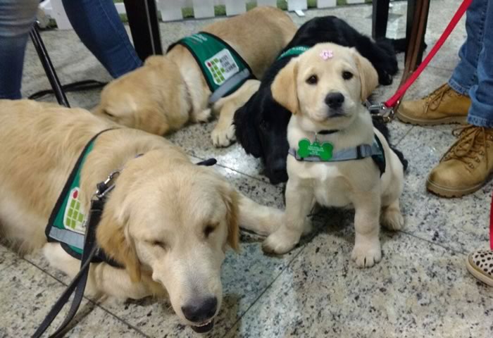 Lei permite permanência de cão-guia em locais públicos