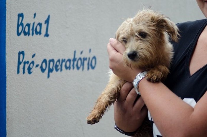 Canil Municipal de Itajaí abre agendamento para castração gratuita de animais