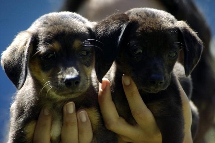 Feira de adoção de animais acontece nesse sábado, 20, em Itajaí