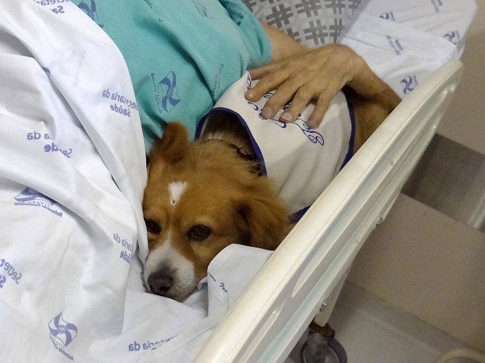Cão Terapia começa nesta quarta-feira, 31, no Hospital Ruth Cardoso