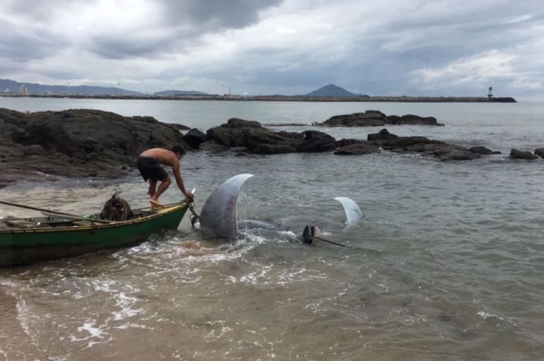 Raia da maior espécie existente aparece na praia de Cabeçudas, em Itajaí