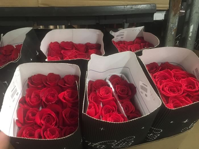 Demanda por flores no Dia dos Namorados impulsiona importações da Colômbia