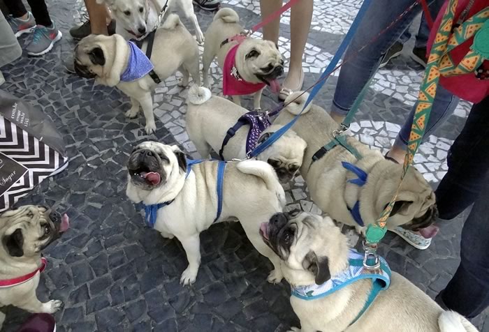 Mais de 50 cães participam da 8ª Cãominhada em Balneário Camboriú