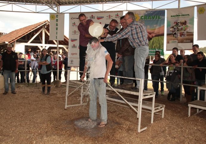 Vencedor do Torneio de Gado Leiteiro ordenha mais de 100 litros durante a Festa do Colono